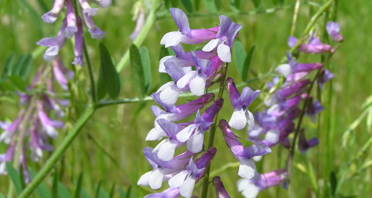 Crown Vetch flower