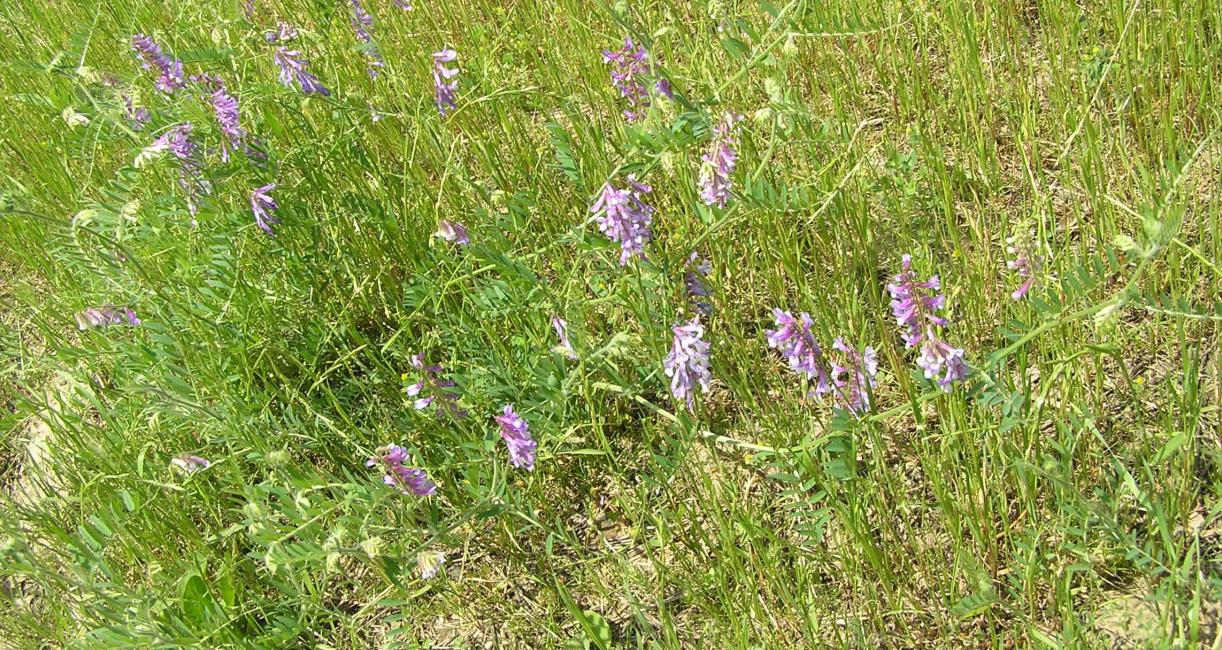 Crown Vetch habit