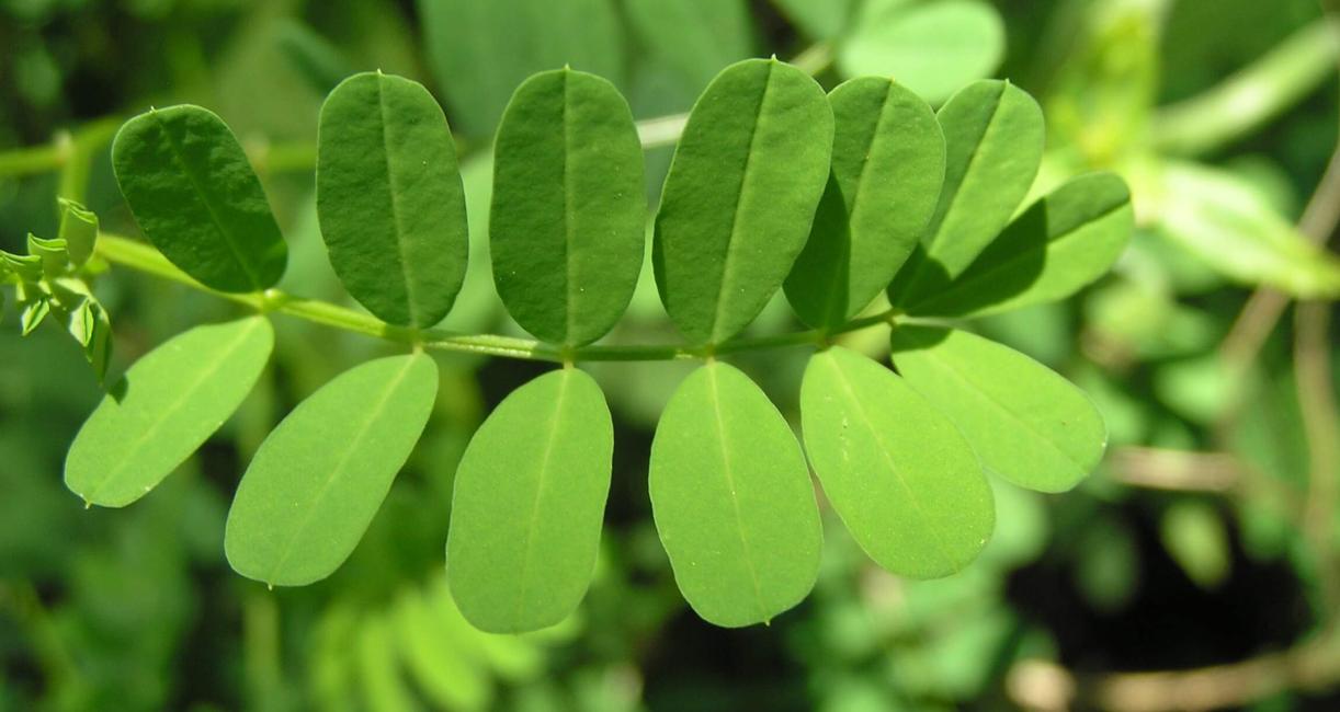 Crown Vetch leaves