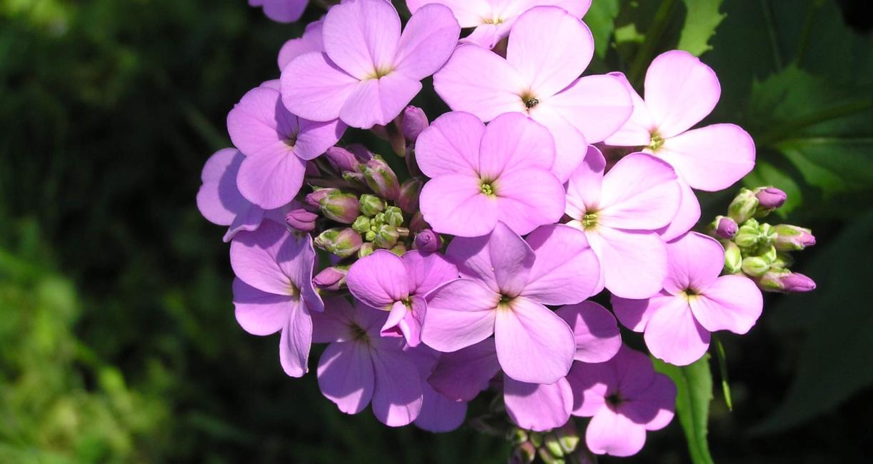 Dames Rocket flower