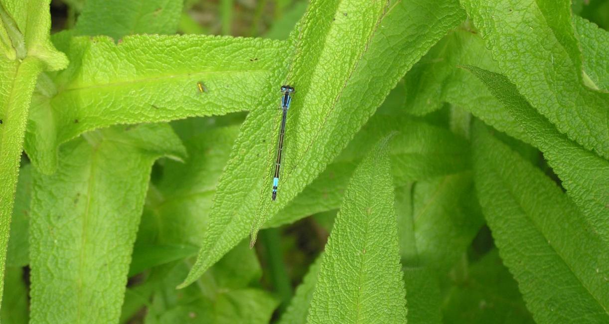 Damselfly
