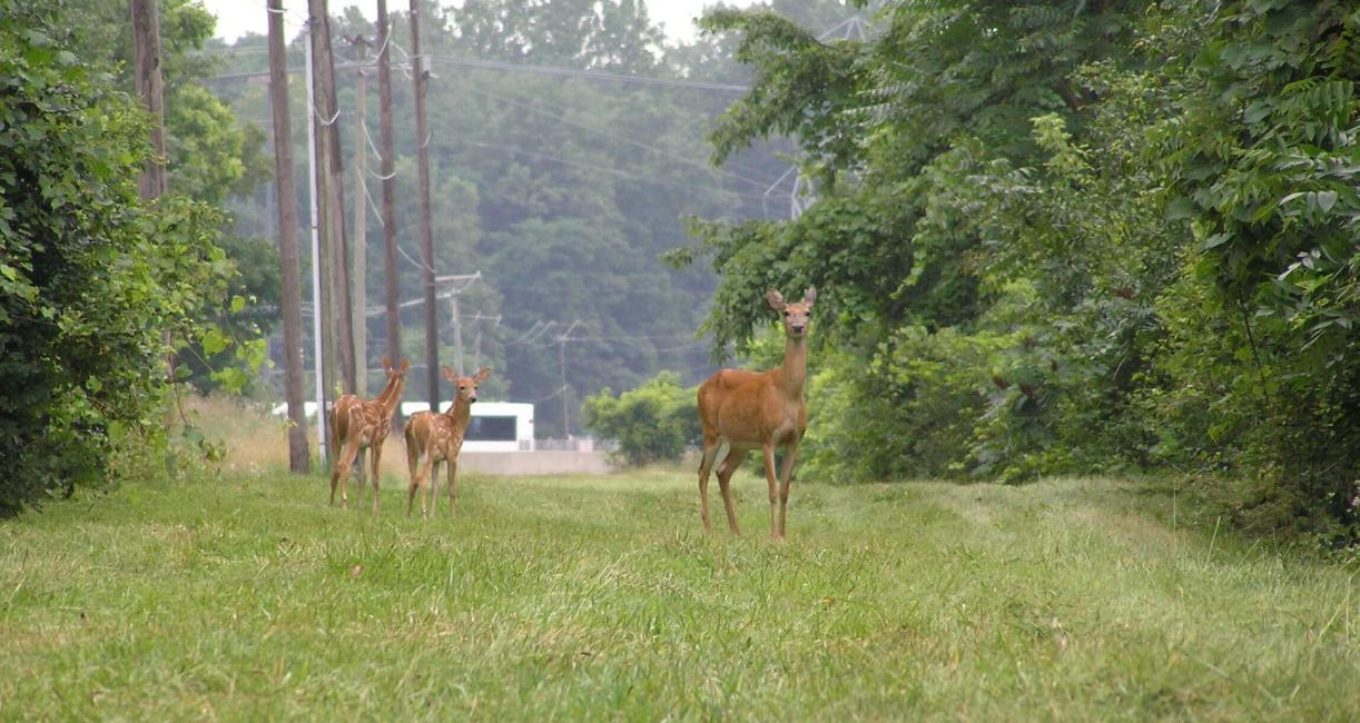 Whitetail Deer