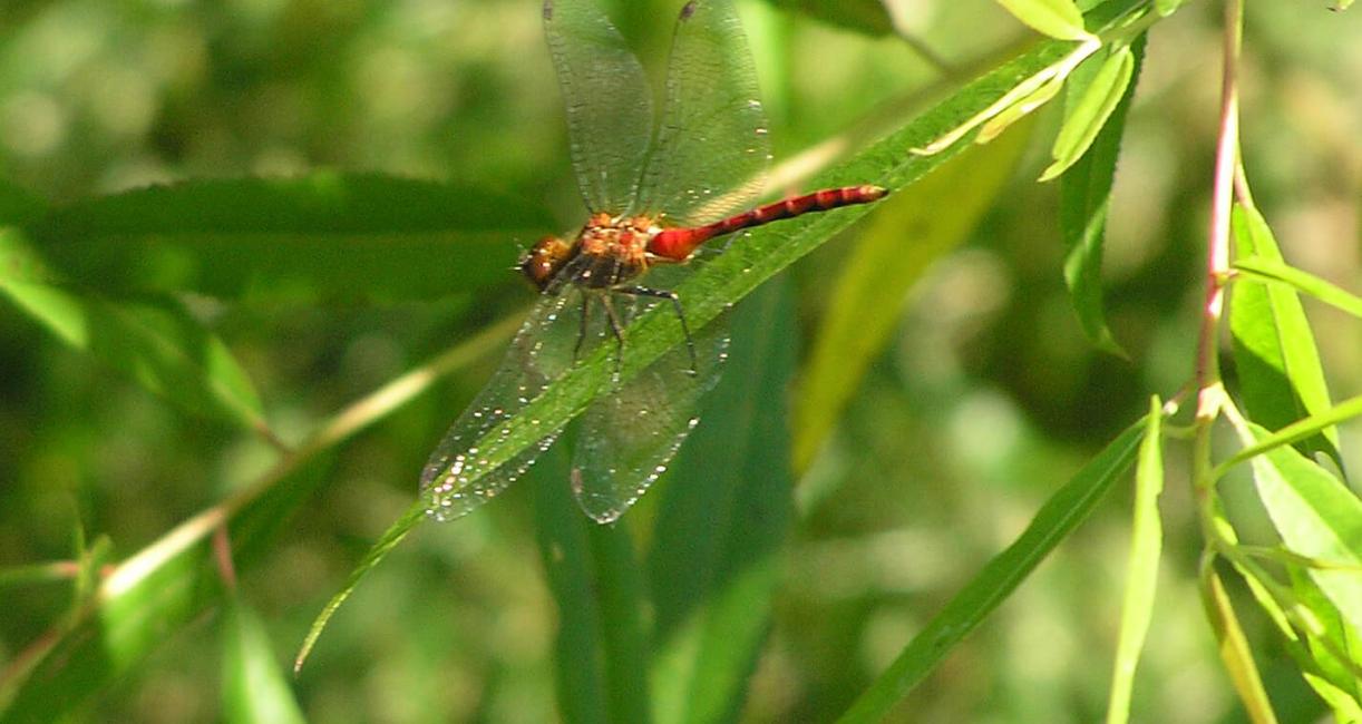 Rudy Meadowhawk Dragonfly