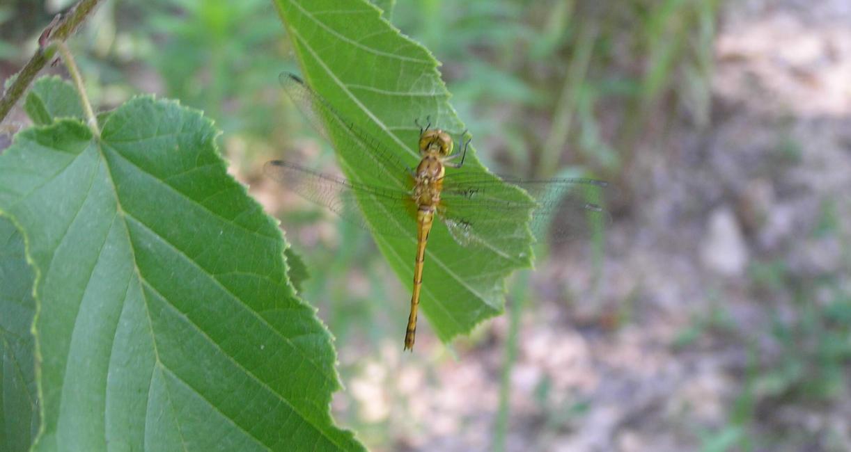 Smoky Shadowdragon Dragonfly