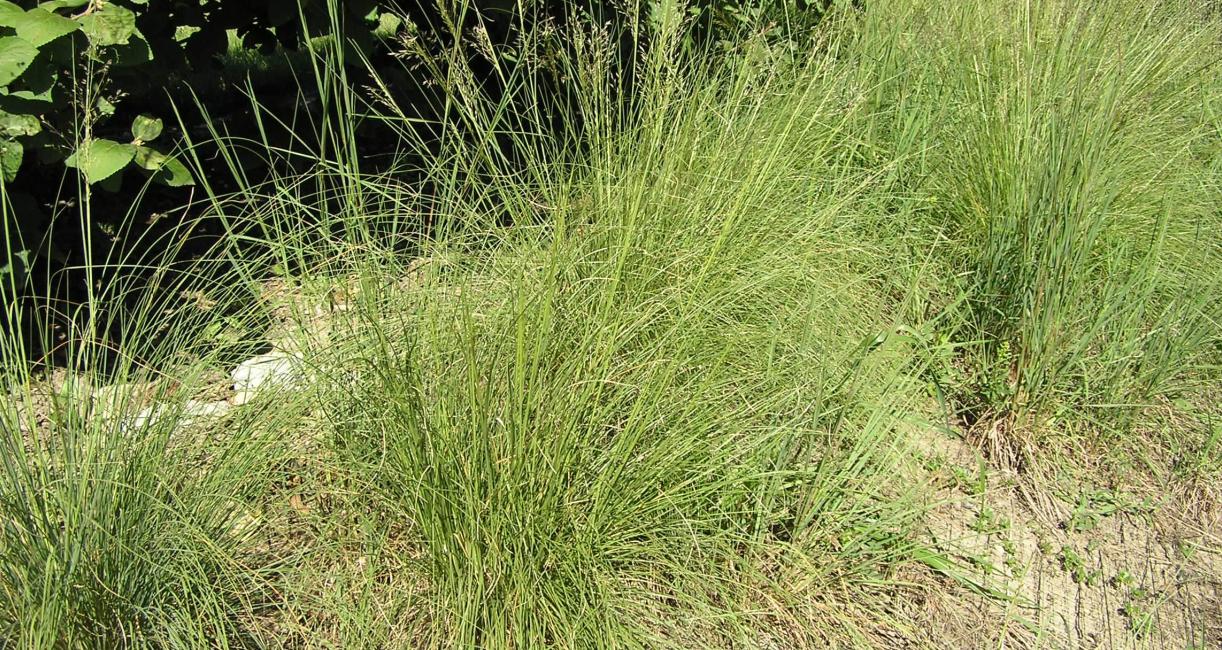 Dropseed Prairie