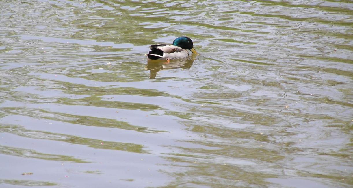 Mallard Duck