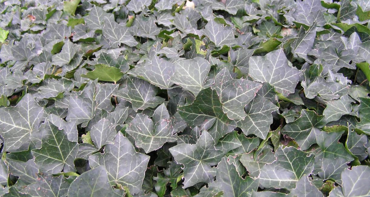 English Ivy habit