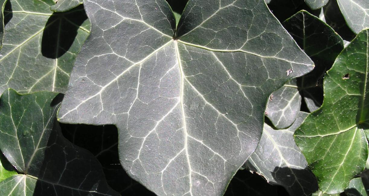 English Ivy leaves