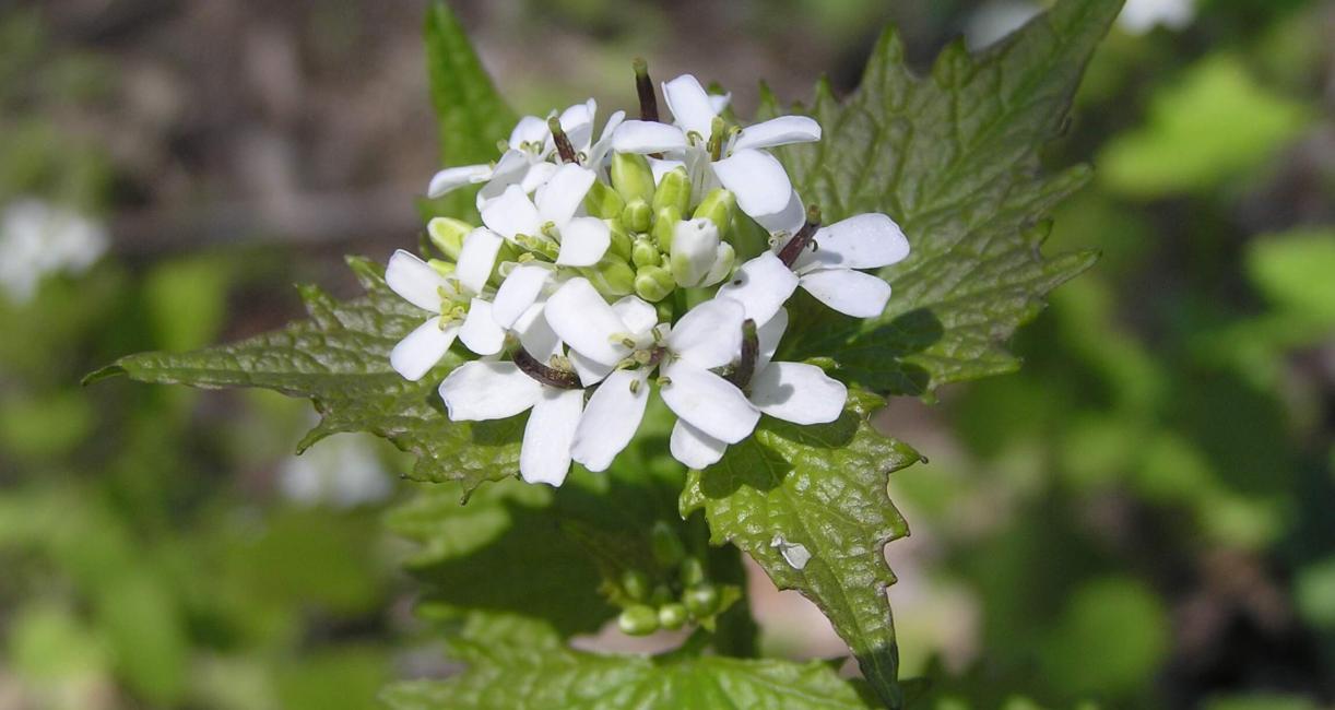 Garlic Mustard flower