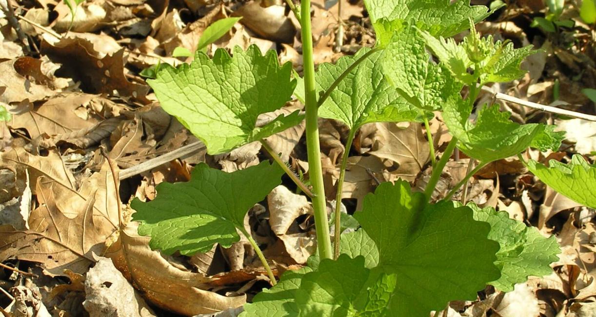 Garlic Mustard habit