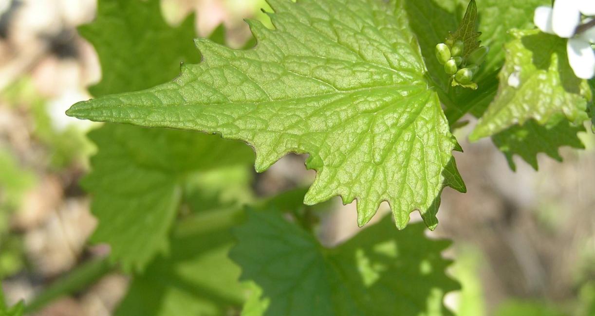 Garlic Mustard leaves