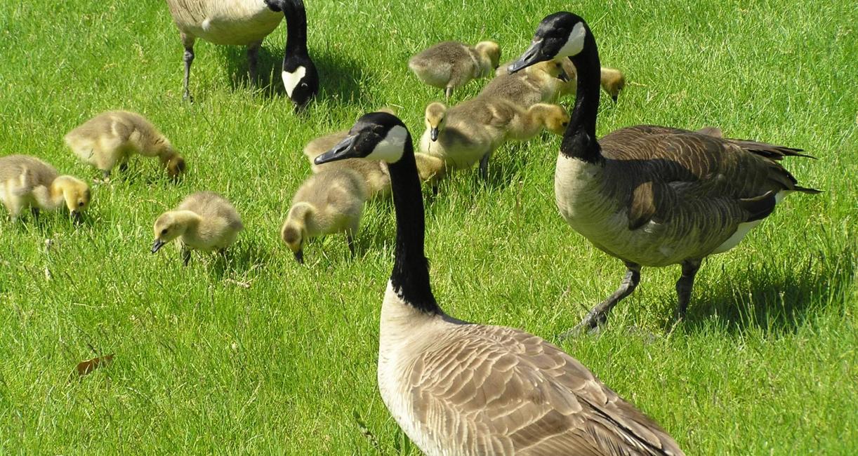 Canada Geese