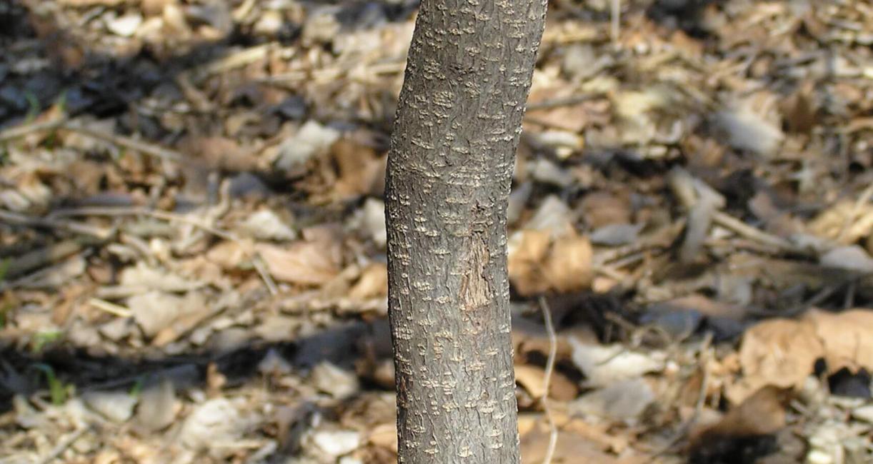 Glossy Buckthorn bark