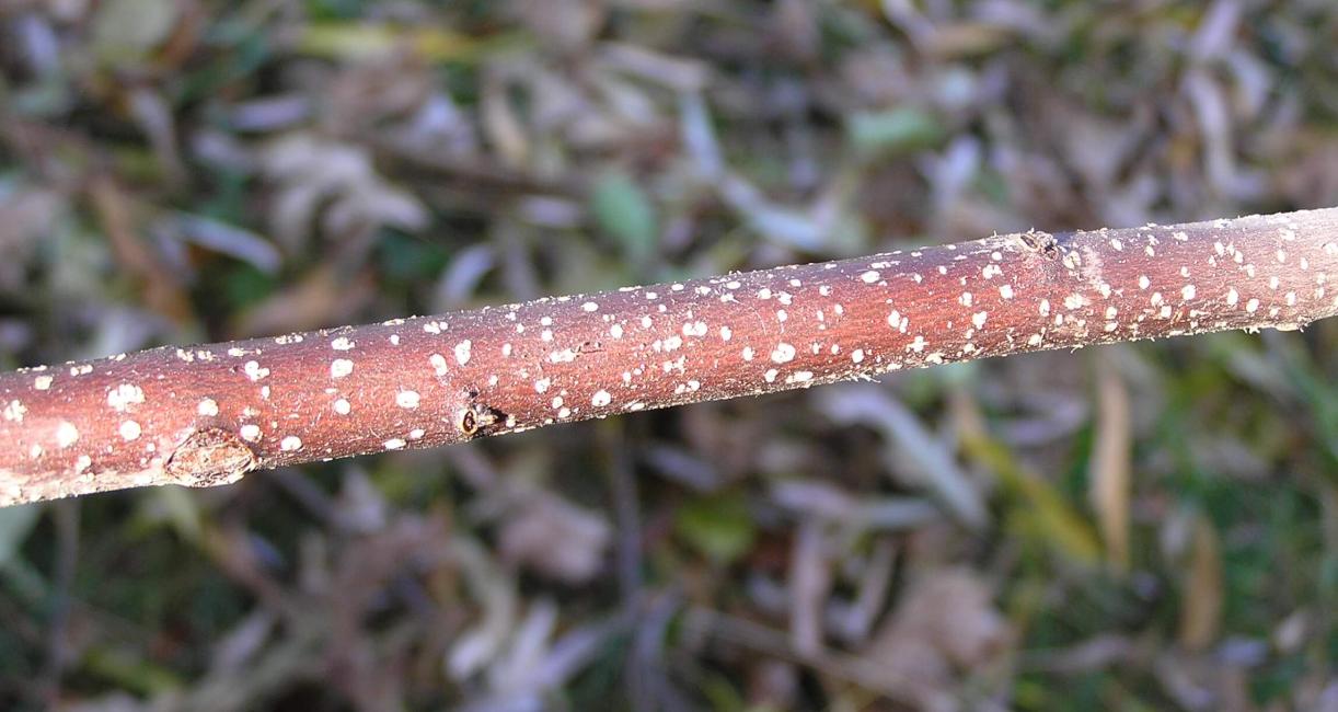 Glossy Buckthorn branch