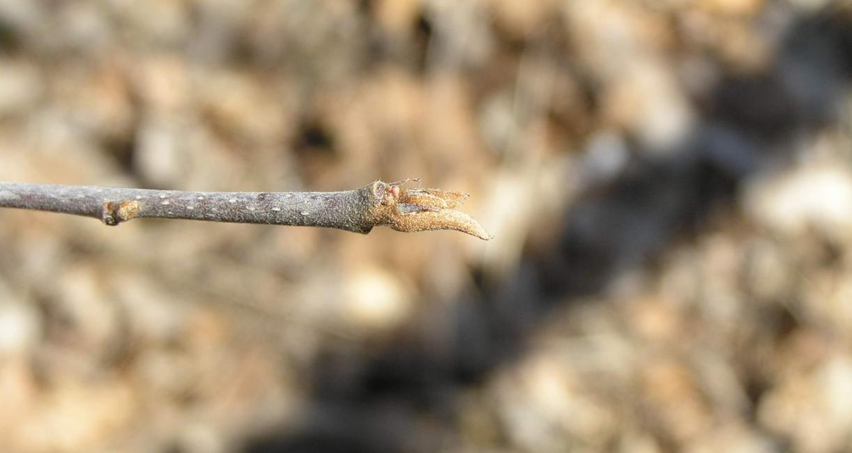 Glossy Buckthorn bud