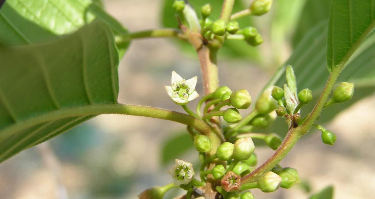Glossy Buckthorn flower