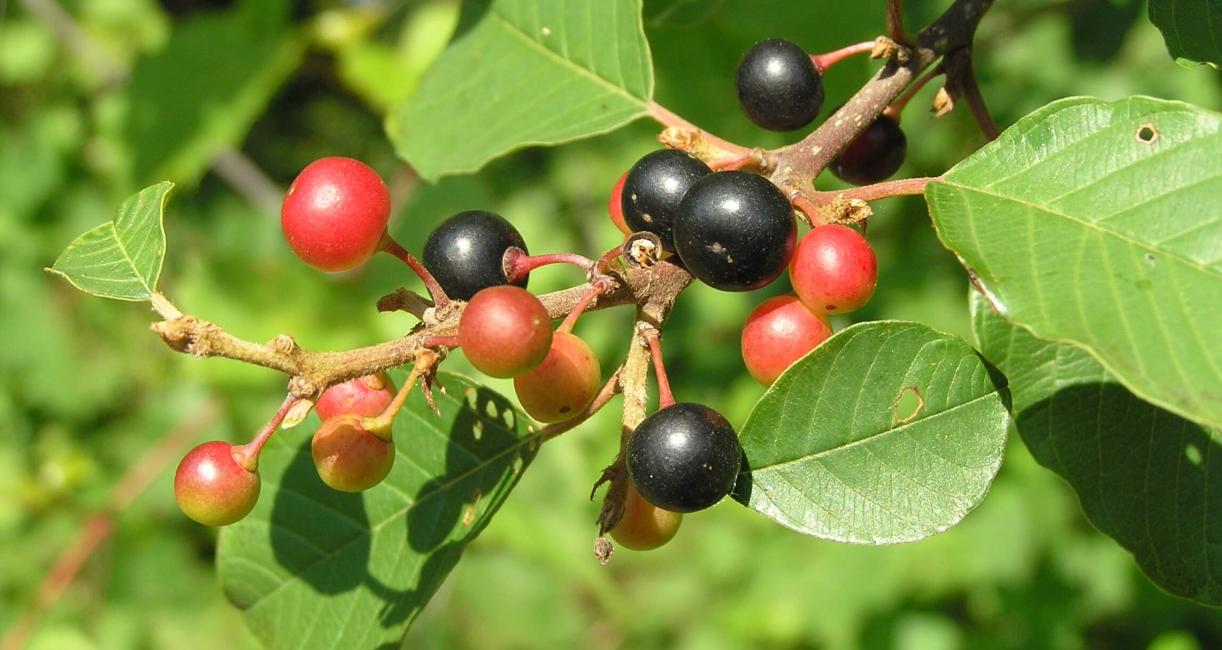 Glossy Buckthorn fruit