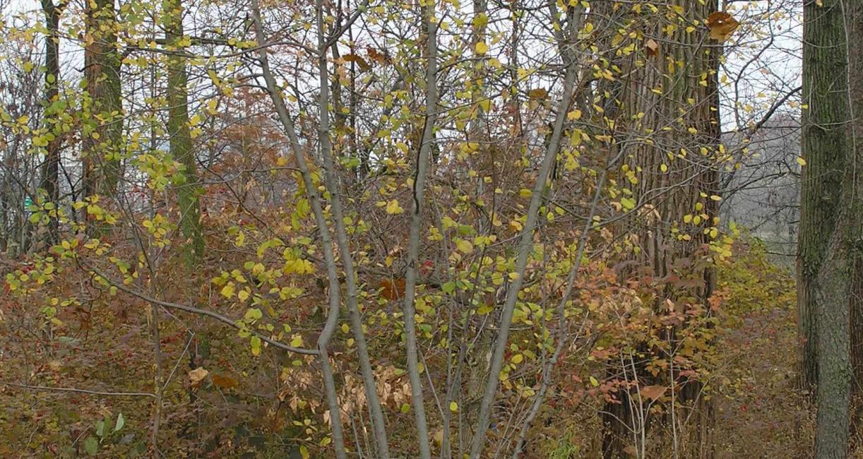 Glossy Buckthorn habit