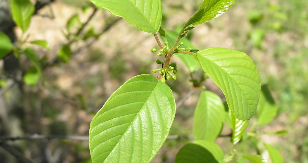 Glossy Buckthorn leaves