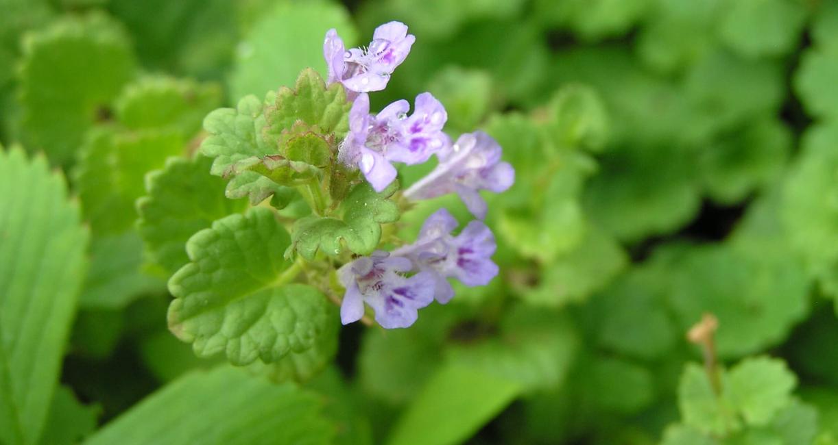 Ground Ivy flower