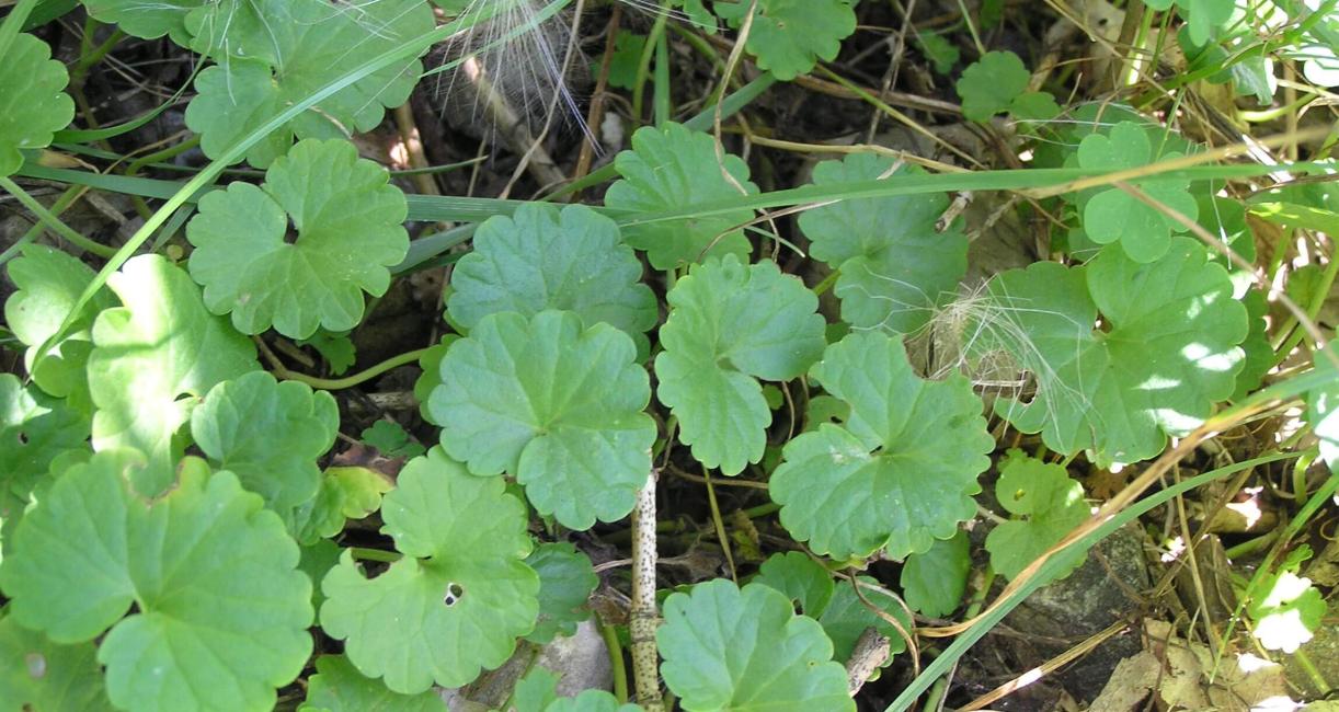 Ground Ivy habit