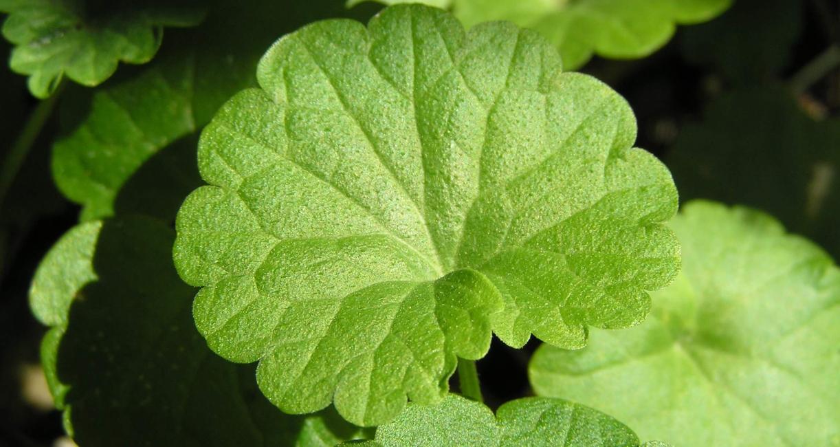Ground Ivy leaves