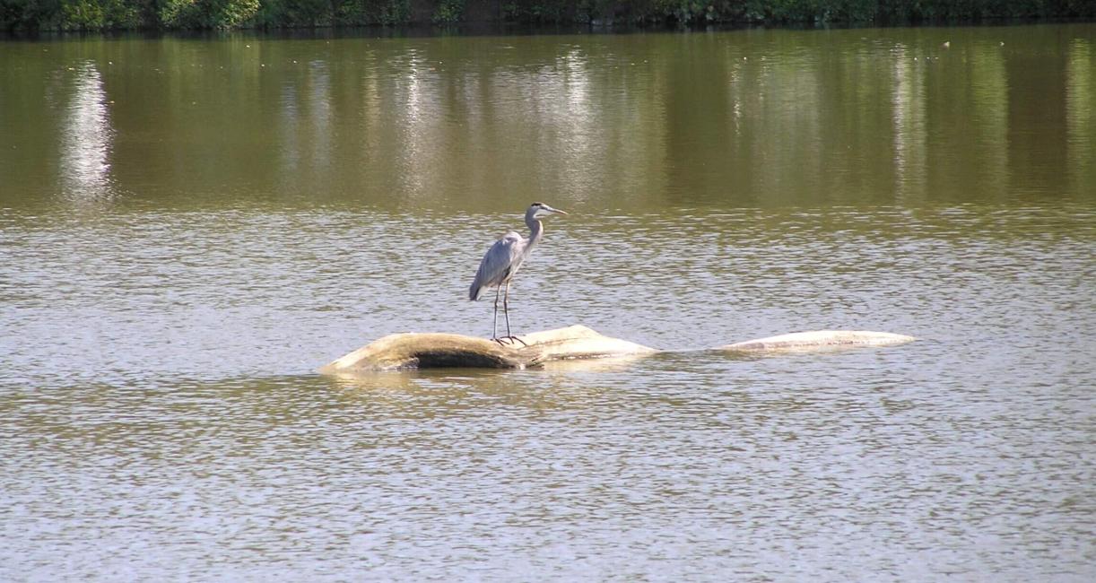 Blue Heron