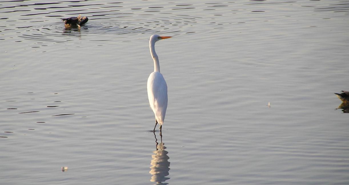 White Heron