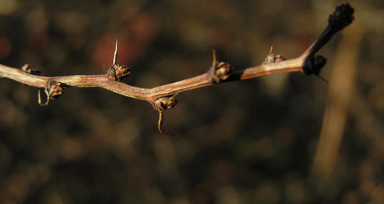Japanese Barberry bud