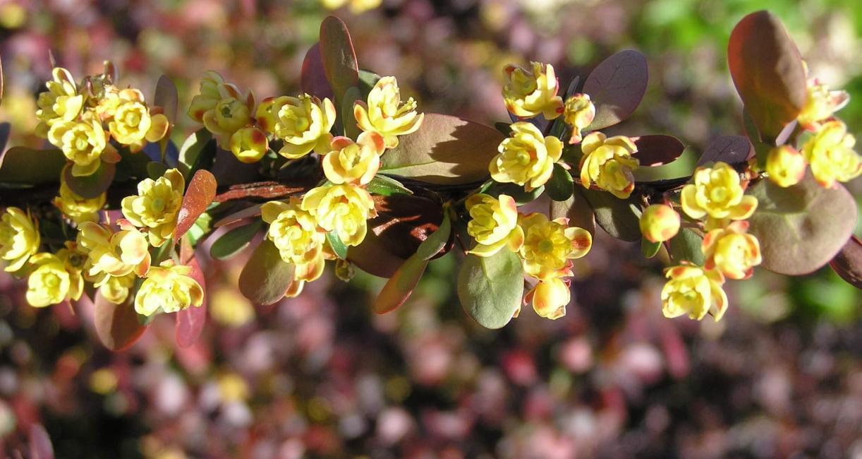 Japanese Barberry flowers