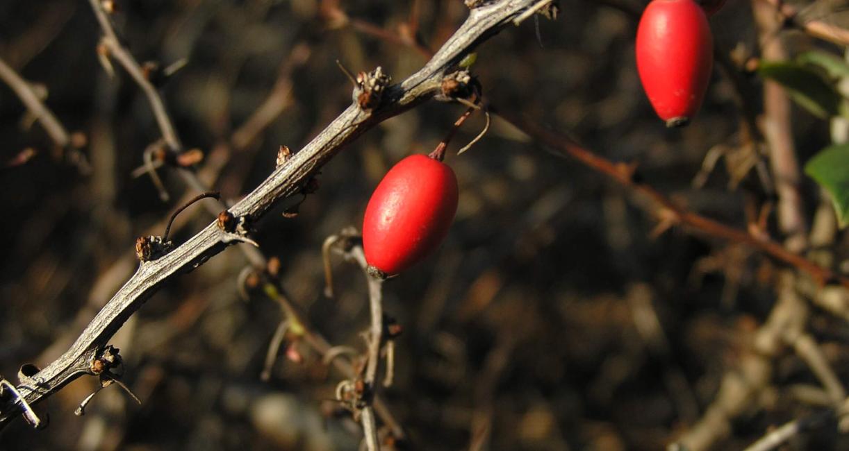 Japanese Barberry fruit