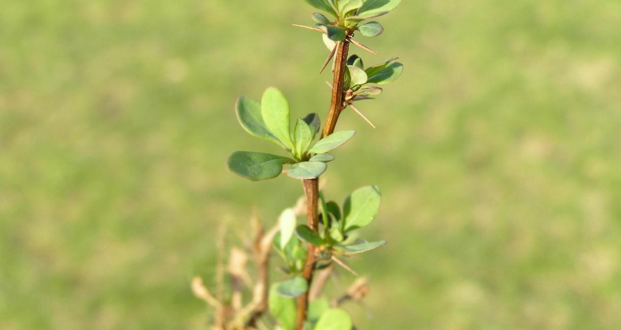 Japanese Barberry leaves