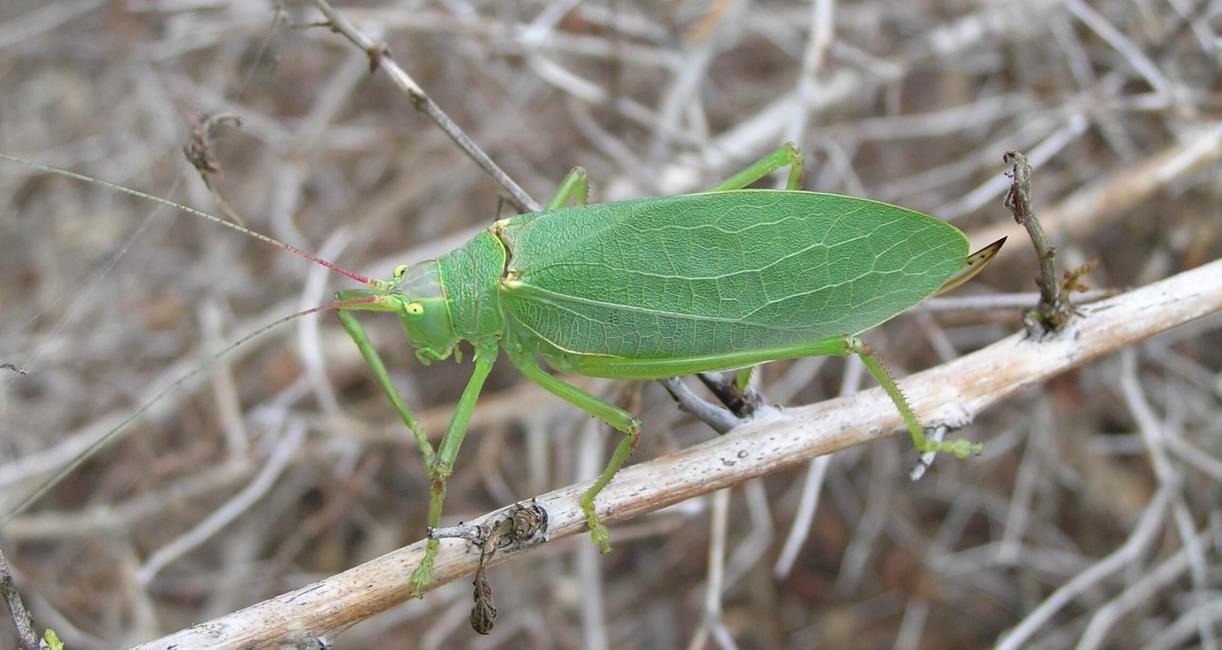 Katydid