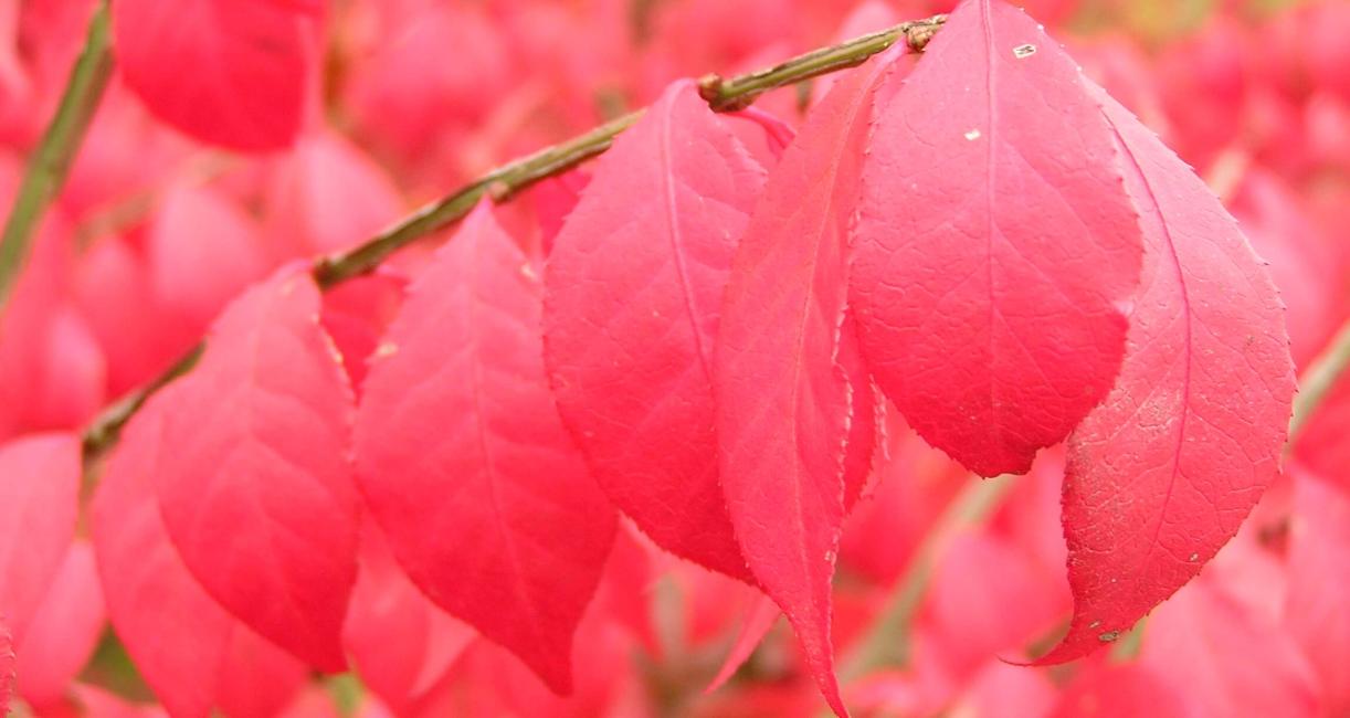 Burning Bush leaves