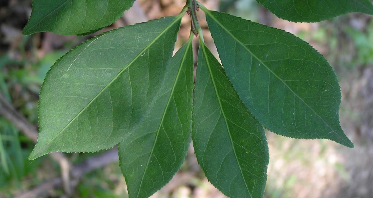 Burning Bush leaves