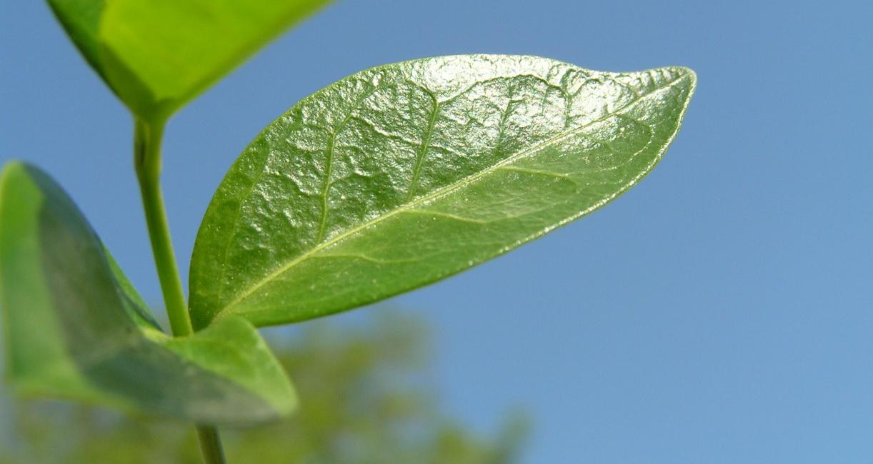 Vinca leaves