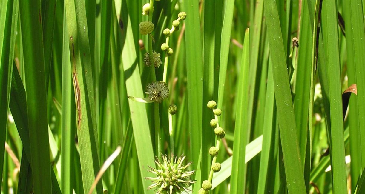 Lesser Bur Reed flower