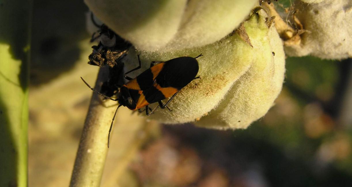 Milkweed Bug