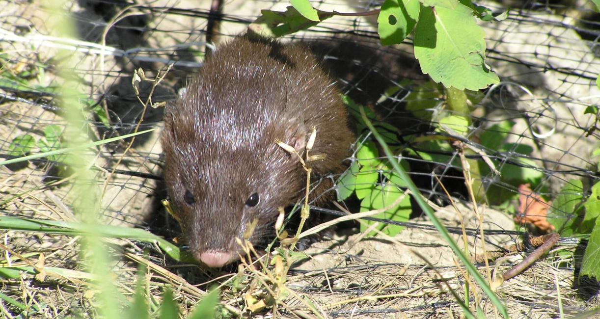 Mink
