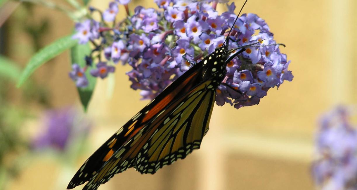 Monarch Butterfly