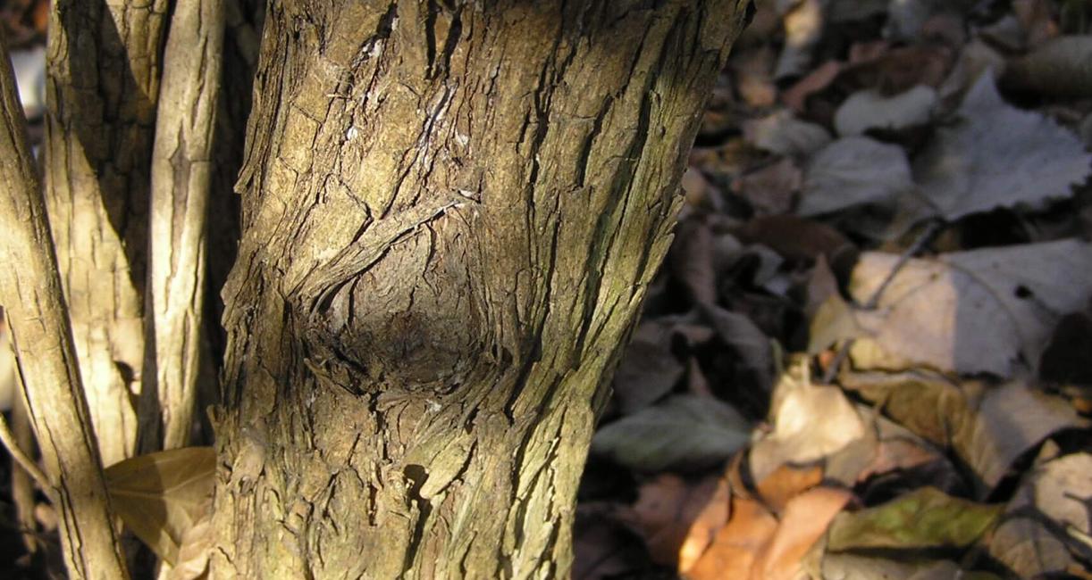 Morrow Honeysuckle bark