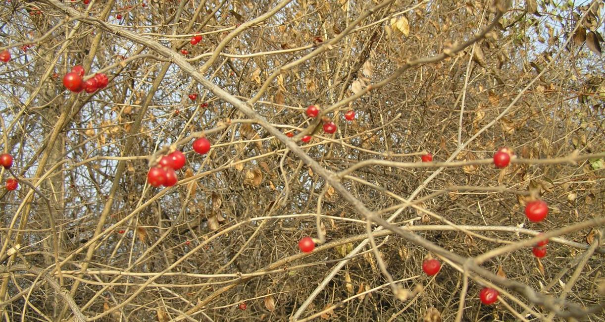 Morrow Honeysuckle branch