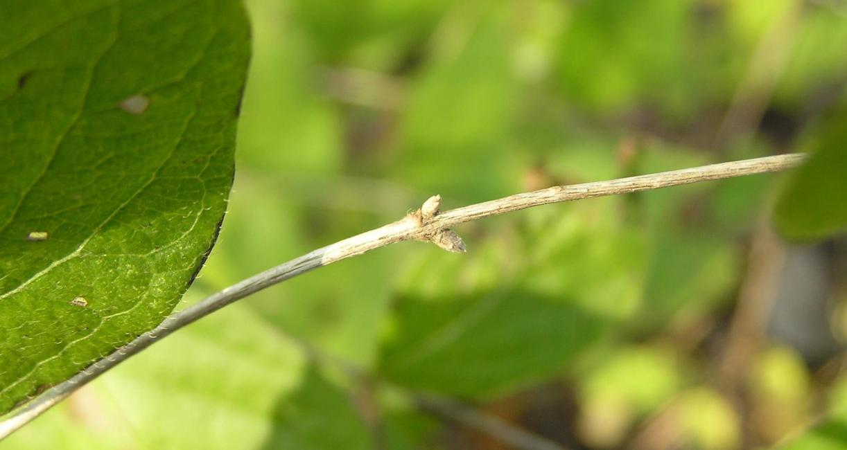 Morrow Honeysuckle bud