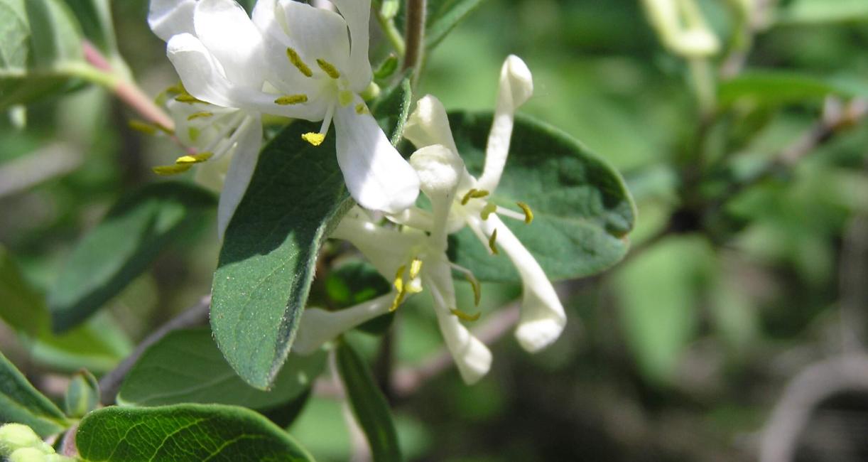 Morrow Honeysuckle flower