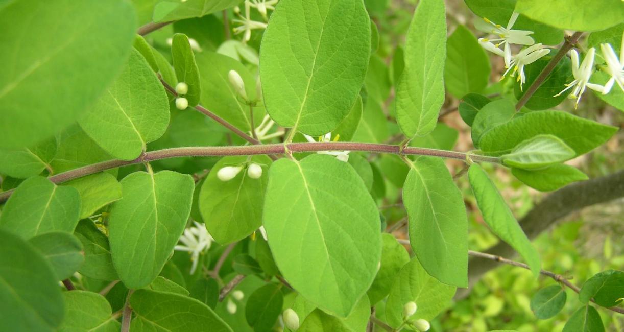 Morrow Honeysuckle leaves