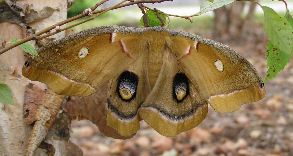 Cecropia Moth