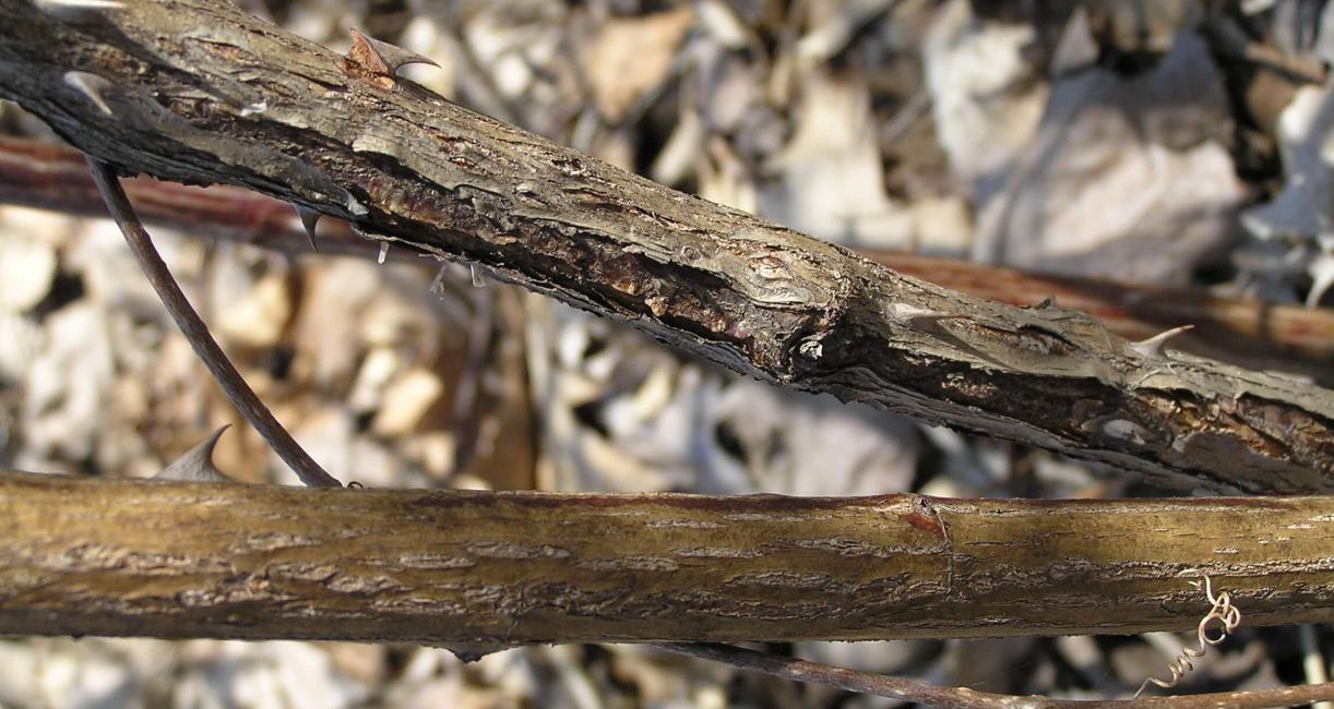 Multiflora Rose bark