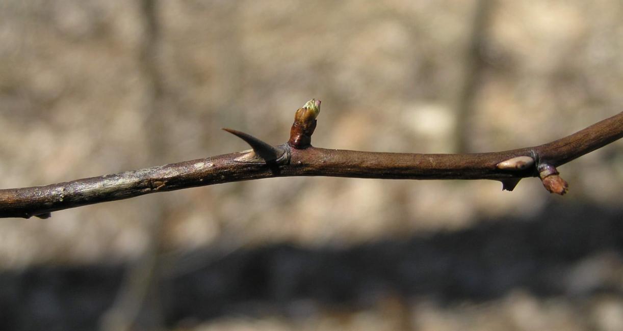Multiflora Rose bud