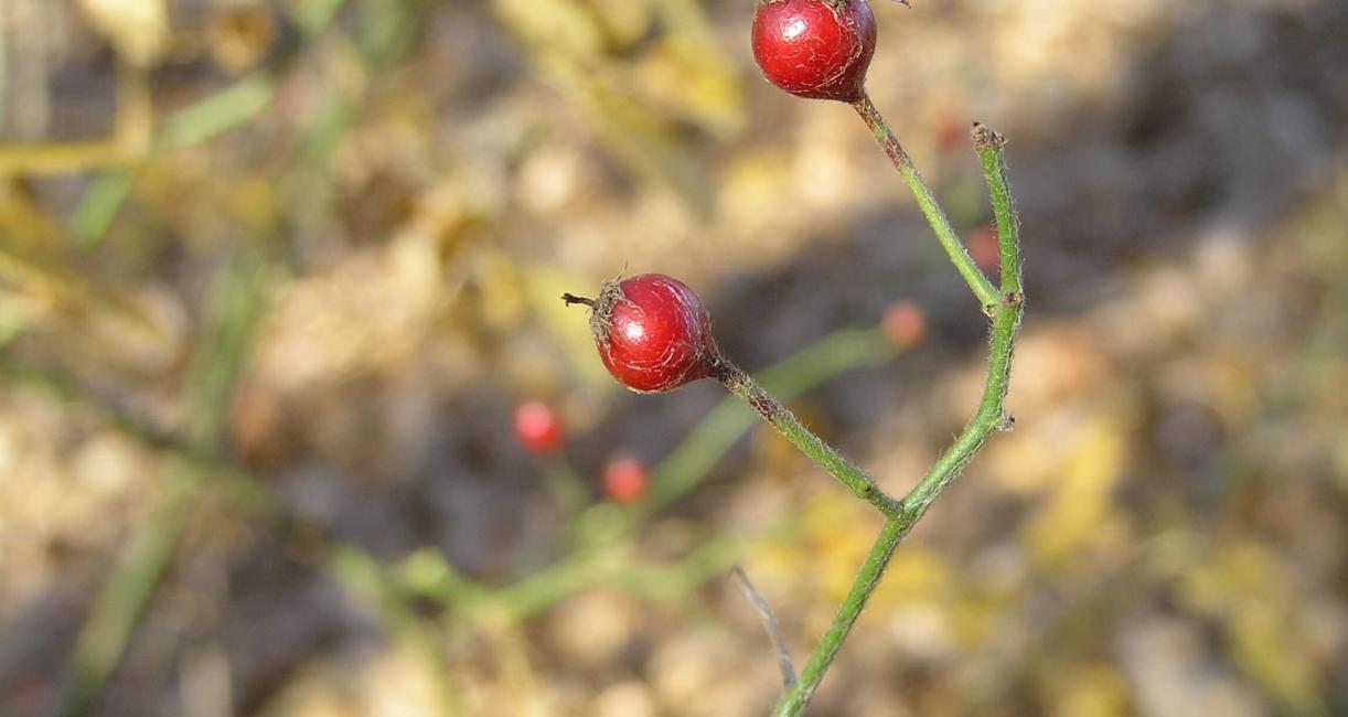 Multiflora Rose fruit