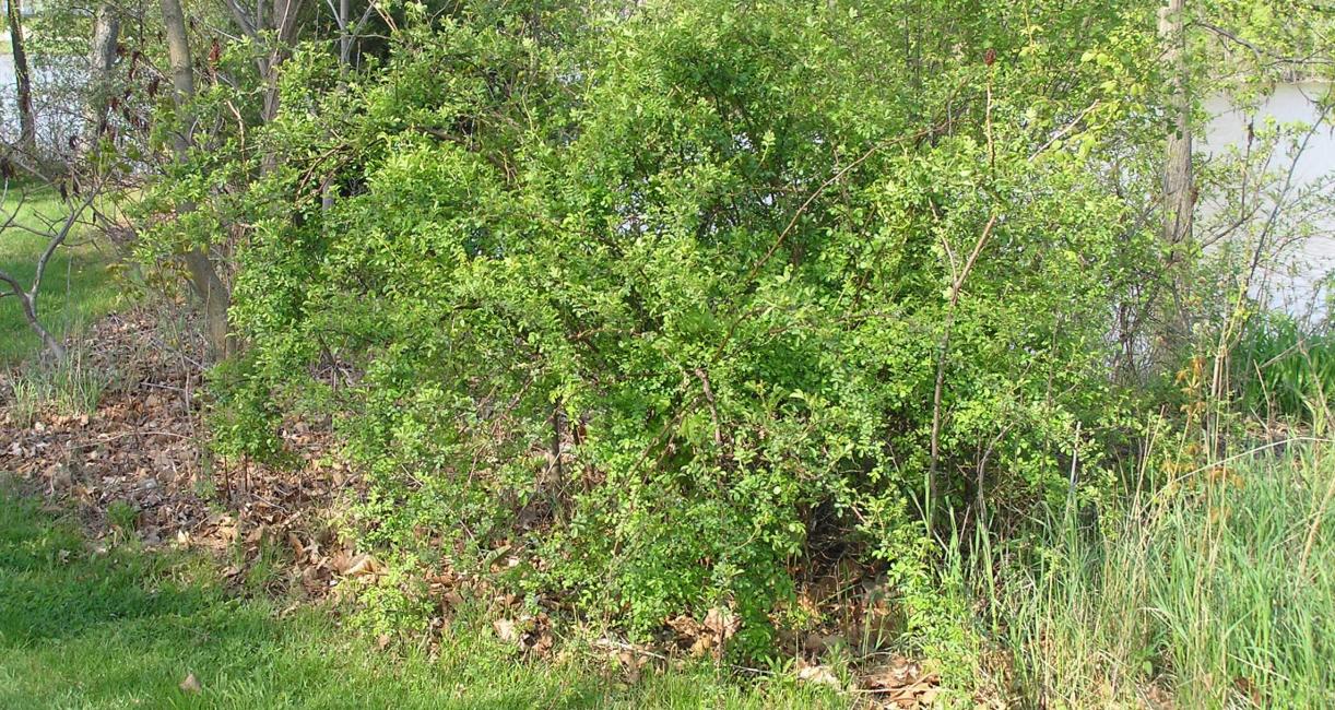 Multiflora Rose habit